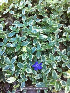 Vinca minor 'Variegated' 